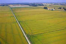 Veduta aerea di campi di riso (c)fusarvideo.it